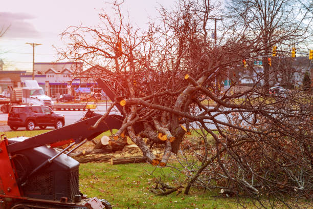 How Our Tree Care Process Works  in  Ada, OH