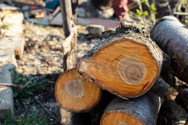 Best Tree Trimming and Pruning  in Ada, OH